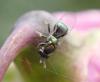 Torymus sp.